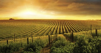 Patrimonio : une étape sur la route des vins corses