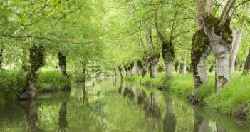 Découvrir le Marais poitevin, la Venise verte