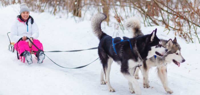 Randonnée, promenade en traîneau : les chiens d’attelage vous baladent en toute saison