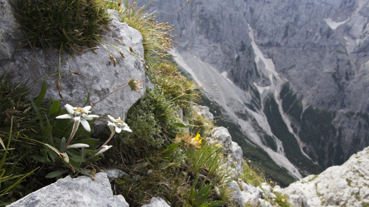 Tisane Digestion - Mont Digest' - Sentiers des Alpes | Les bienfaits de  l'altitude