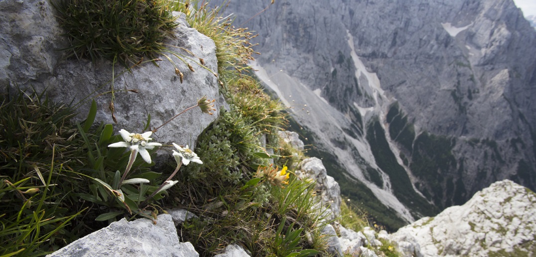Savoir reconnaître les plantes médicinales de nos montagnes